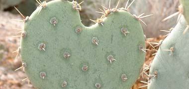 cactus par mark newhouse